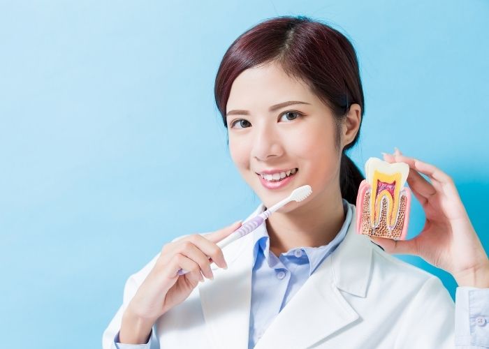 orthodontist holding a tooth brush and a model tooth